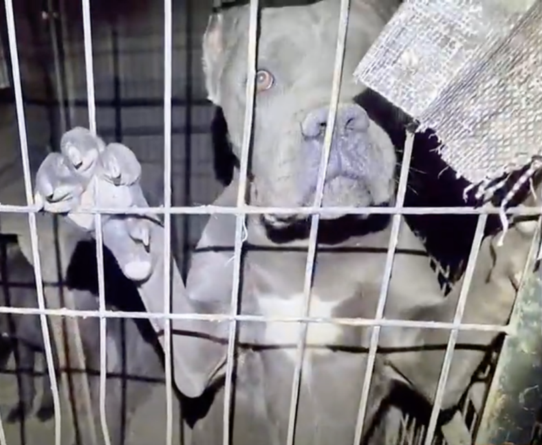 Backyard Breeder Abandons 21 Dogs to Die in Arizona